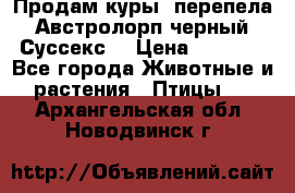 Продам куры, перепела. Австролорп черный. Суссекс. › Цена ­ 1 500 - Все города Животные и растения » Птицы   . Архангельская обл.,Новодвинск г.